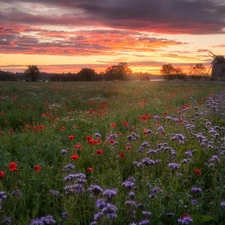 trees, viewes, Flowers, Windmill, Meadow