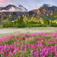 viewes, Flowers, clouds, trees, Mountains