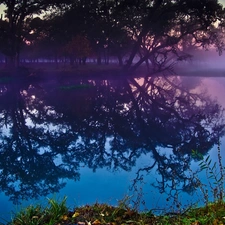 Fog, trees, viewes, lake