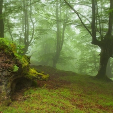 forest, trees, viewes, Fog