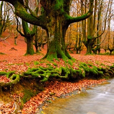 forest, trees, viewes, old