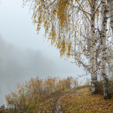 viewes, trees, birch, Yellowed, Fog, River, grass, Path, Leaf