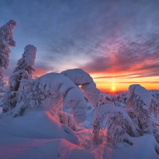 viewes, snowy, Kola Peninsula, trees, winter, Great Sunsets, Russia