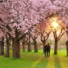 viewes, green, flourishing, trees, Steam