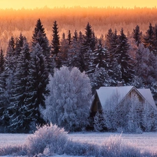 Home, trees, viewes, Snowy