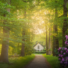 viewes, Way, Bush, trees, rays of the Sun, house, rhododendron