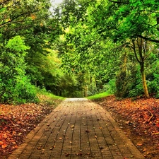 viewes, Leaf, Park, trees, lane