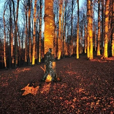 trees, forest, viewes, autumn, flash, luminosity, ligh, sun, Przebijające