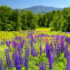 Meadow, trees, viewes, lupine