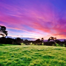 viewes, Meadow, sun, trees, west