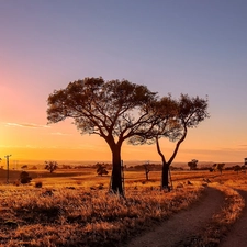 viewes, medows, sun, trees, west