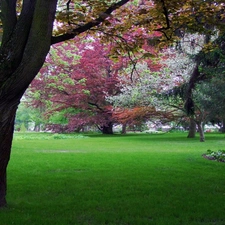 Park, trees, viewes, color