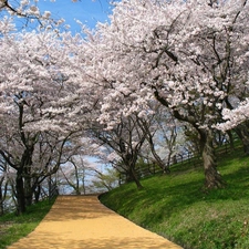 Park, trees, viewes, lane