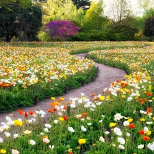 Park, trees, viewes, papavers