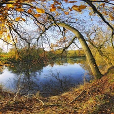 autumn, trees, viewes, Pond - car