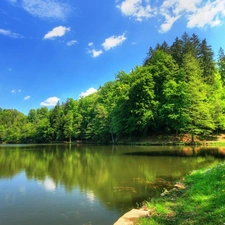 Meadow, trees, viewes, Pond - car