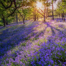 Flowers, trees, ringtones, viewes, forest, car in the meadow, rays of the Sun