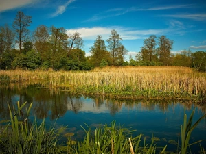 viewes, reflection, rushes, trees, lake