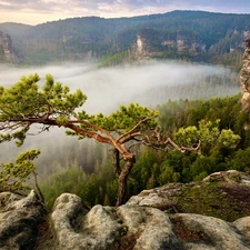 Fog, Mountains, trees, viewes, pine, rocks