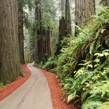 viewes, shrubs, Path, trees, forest