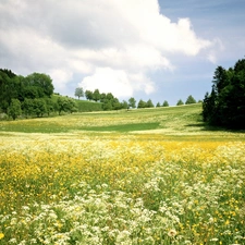 viewes, Sky, Meadow, trees, Flower