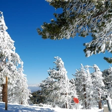 trees, forest, Conifers, Snowy, winter, viewes, Sky