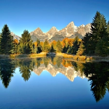 viewes, Softwood, lake, trees, Mountains