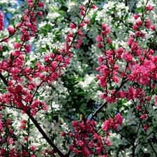 Spring, trees, viewes, flourishing