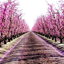 Spring, trees, viewes, orchard