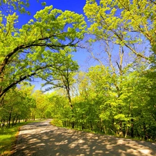 Spring, trees, viewes, Way