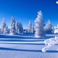 Snowy, winter, viewes, Spruces, trees, snow