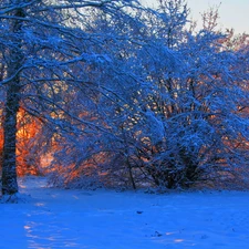 trees, field, viewes, Przebijające, luminosity, winter, sun, flash, ligh