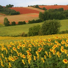 Nice sunflowers, trees, viewes, field