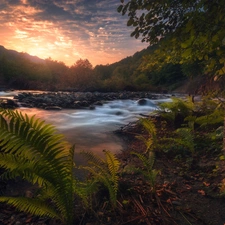 Stones, Great Sunsets, viewes, fern, trees, River