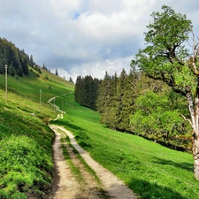 viewes, Switzerland, slope, trees, Way