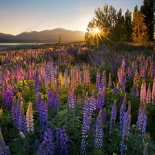 color, Meadow, Flowers, lupins, Tekapo Lake, New Zeland, viewes, rays of the Sun, trees