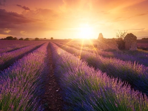 viewes, lavender, Sunrise, trees, Field, ruin, rays of the Sun