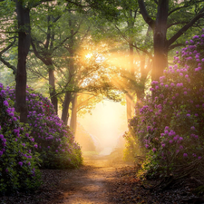 viewes, forest, Path, Rhododendron, light breaking through sky, trees