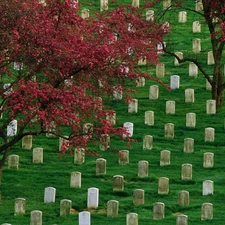 viewes, cemetery, trees