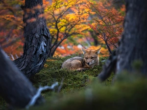 trees, lying, Fox, viewes
