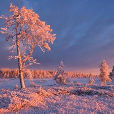viewes, Snowy, Russia, White frost, Karelia, trees, winter, grass