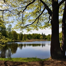 viewes, lake, trees