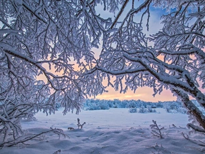winter, Lapland, trees, Inari Lake, Finland, Snowy, viewes