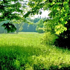 viewes, Meadow, trees