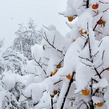 viewes, Snowy, trees