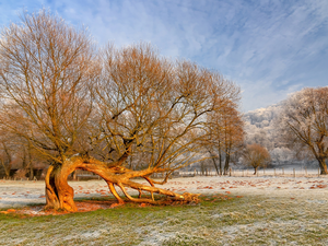 trees, inclined, Willow, viewes