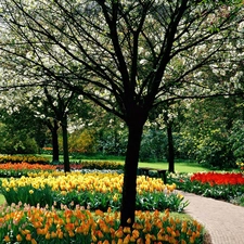 trees, Park, color, flourishing, spring, viewes, Tulips