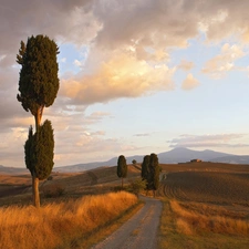 Way, trees, viewes, field