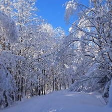 winter, trees, viewes, snowy