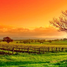 west, Sapling, vineyard, sun